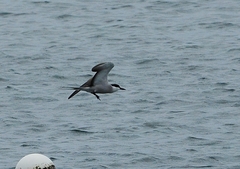 Onychoprion anaethetus