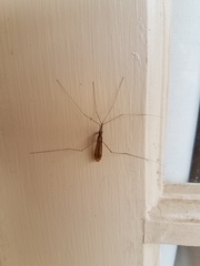 Brachypremna dispellens