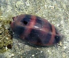 Macrocypraea cervinetta
