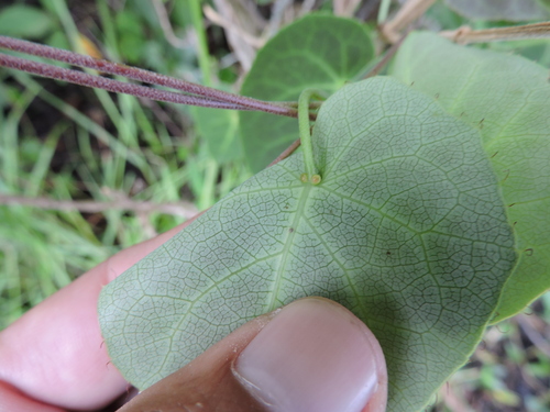Image of Golden Vine (Stigmaphyllon ciliatum) by (c) Fabrício Mil Homens Riella, some rights reserved (CC BY)