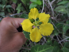 Stigmaphyllon ciliatum