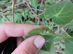 Stigmaphyllon ciliatum