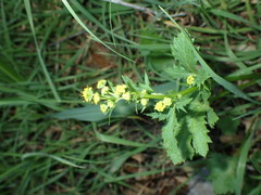 Sanicula crassicaulis