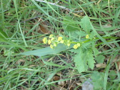 Sanicula crassicaulis