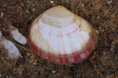 Semele rubropicta