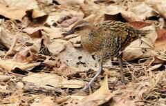 Gallirallus philippensis mellori