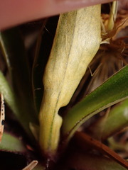 Celmisia hieraciifolia gracilis