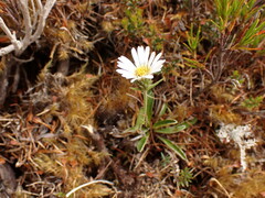 Celmisia hieraciifolia gracilis