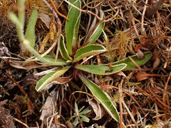Celmisia hieraciifolia gracilis
