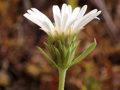 Celmisia hieraciifolia gracilis