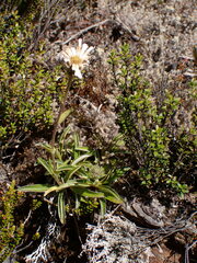Celmisia hieraciifolia gracilis