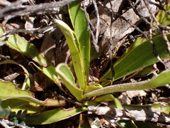 Celmisia hieraciifolia gracilis