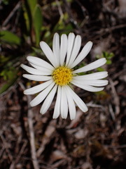 Celmisia hieraciifolia gracilis