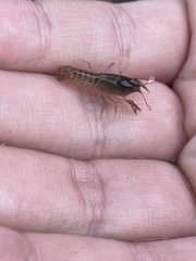 Creaserinus hedgpethi