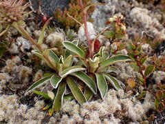 Celmisia hieraciifolia gracilis
