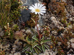 Celmisia hieraciifolia gracilis
