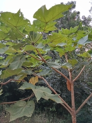Sterculia urens