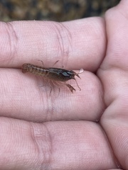 Creaserinus hedgpethi