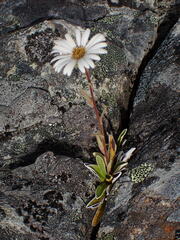 Celmisia hieraciifolia gracilis