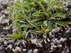 Celmisia hieraciifolia gracilis