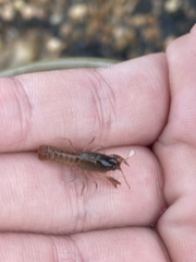 Creaserinus hedgpethi