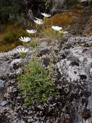 Celmisia hieraciifolia gracilis