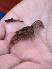 Creaserinus hedgpethi