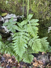 Polypodium californicum
