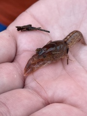 Creaserinus hedgpethi