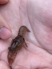 Creaserinus hedgpethi