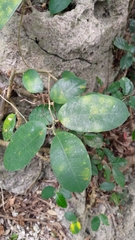 Ficus tinctoria