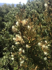 Orites revolutus