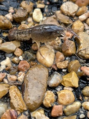 Creaserinus hedgpethi