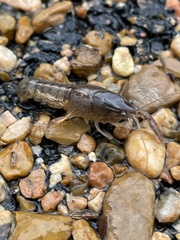 Creaserinus hedgpethi