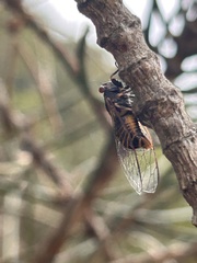 Popplepsalta notialis