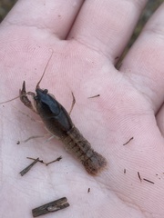 Creaserinus hedgpethi