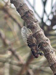 Popplepsalta notialis