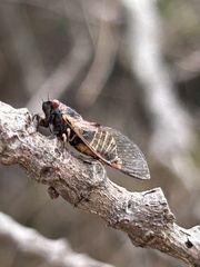 Popplepsalta notialis