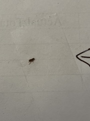 Siphonaptera