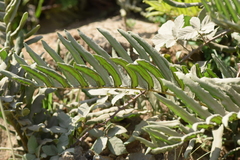 Blechnum chilense
