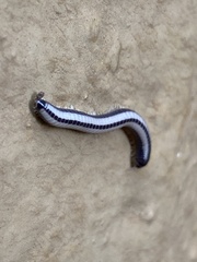 Spirobolellus immigrans