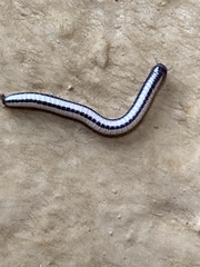 Spirobolellus immigrans