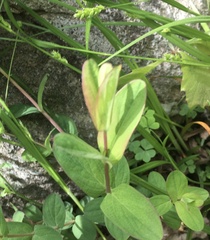 Hypericum punctatum