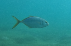 Caranx bartholomaei