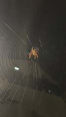 Eriophora ravilla
