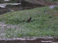 Turdus assimilis