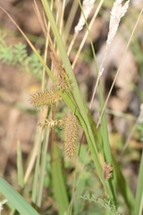 Carex excelsa