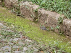 Muroidea