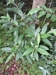 Miconia pusilliflora