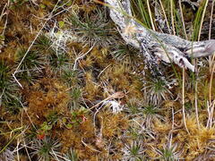 Celmisia laricifolia